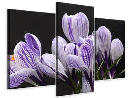 modern-3-piece-canvas-print-the-crocus