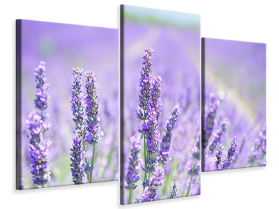 modern-3-piece-canvas-print-the-lavender-blossom