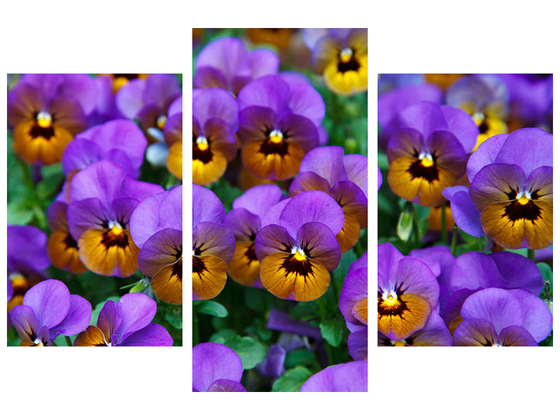 modern-3-piece-canvas-print-the-pansies