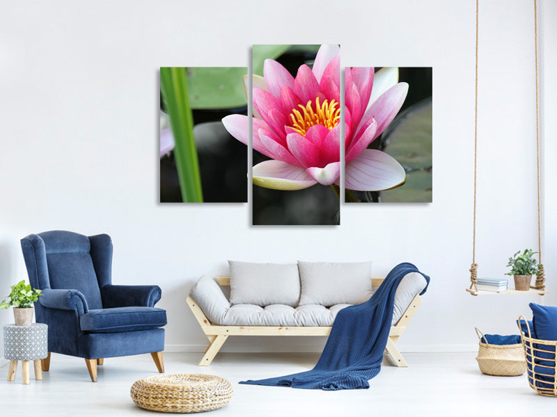 modern-3-piece-canvas-print-the-water-lily-in-pink