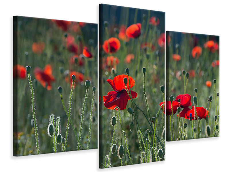 modern-3-piece-canvas-print-wild-poppy