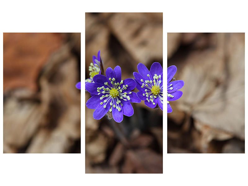 modern-3-piece-canvas-print-wildflowers