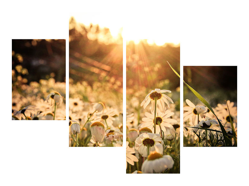 modern-4-piece-canvas-print-daisies-at-sunset