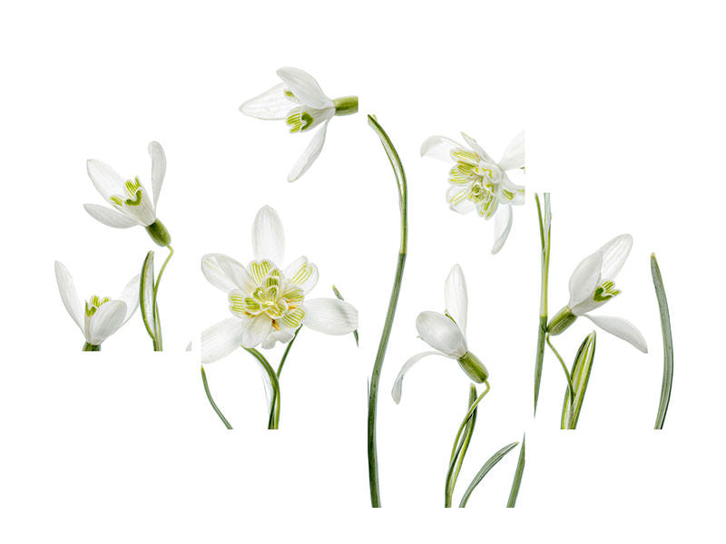 modern-4-piece-canvas-print-spring-snowdrops