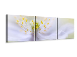 panoramic-3-piece-canvas-print-anemone-beauty