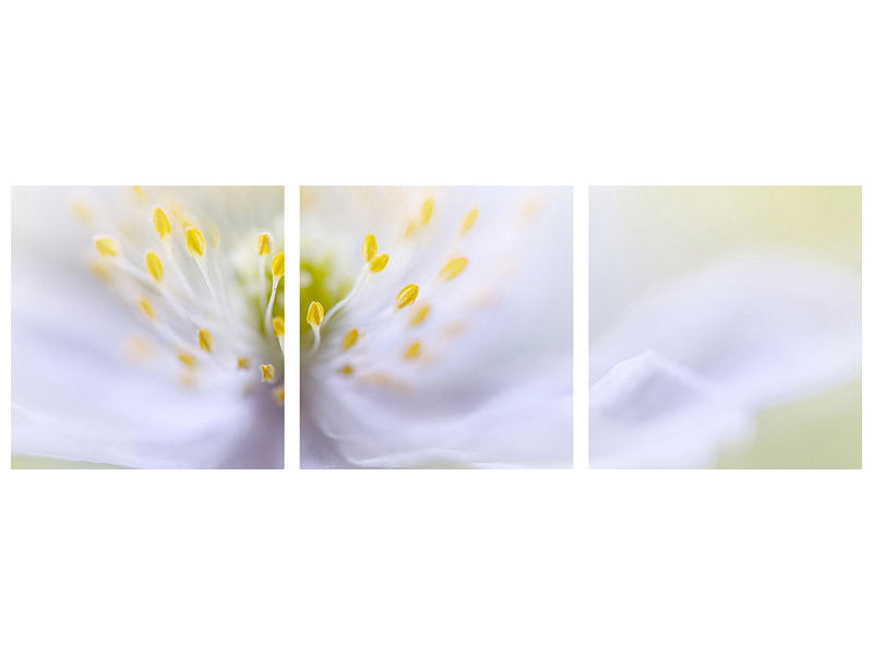 panoramic-3-piece-canvas-print-anemone-beauty