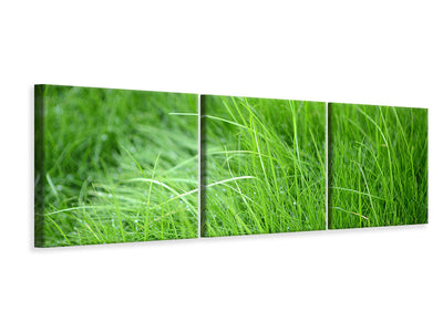 panoramic-3-piece-canvas-print-blades-of-grass