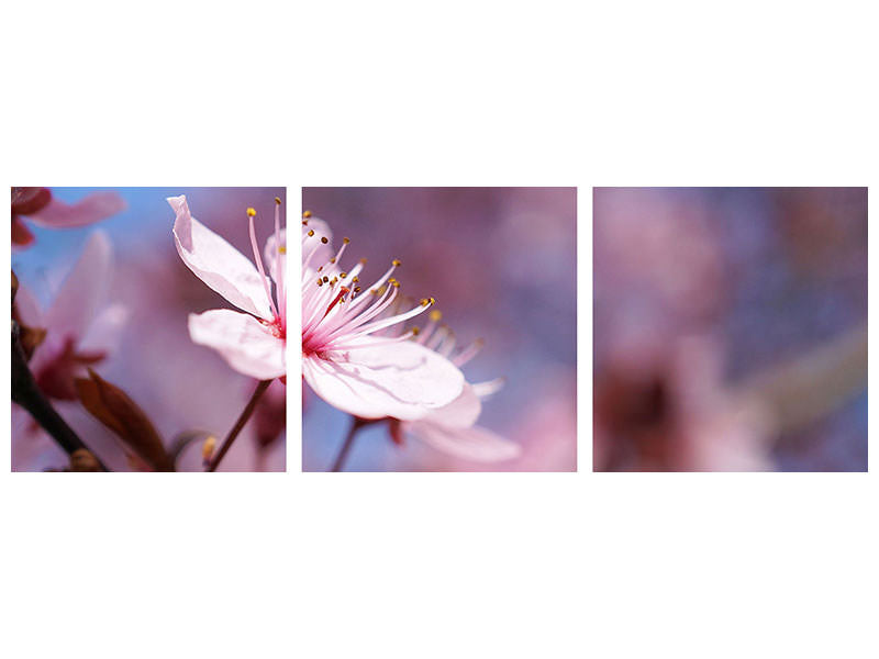 panoramic-3-piece-canvas-print-close-up-cherry-blossom