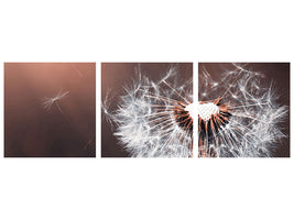 panoramic-3-piece-canvas-print-dandelion-in-the-evening-light