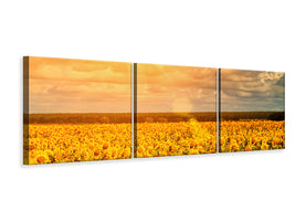 panoramic-3-piece-canvas-print-golden-light-sunflower