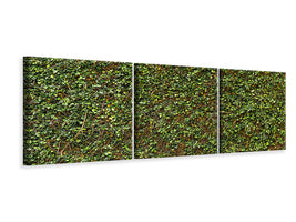 panoramic-3-piece-canvas-print-green-ivy-leaves-wall