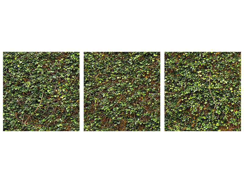 panoramic-3-piece-canvas-print-green-ivy-leaves-wall