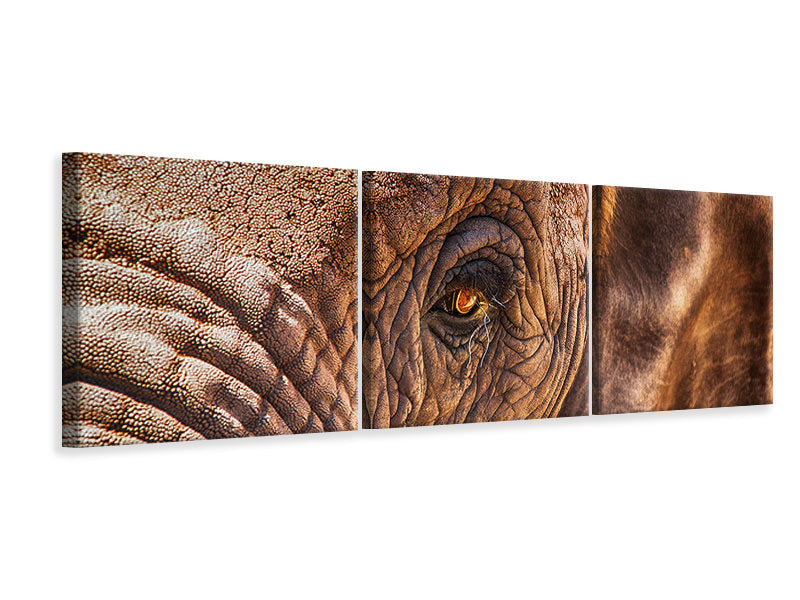 panoramic-3-piece-canvas-print-the-look-of-the-elephant