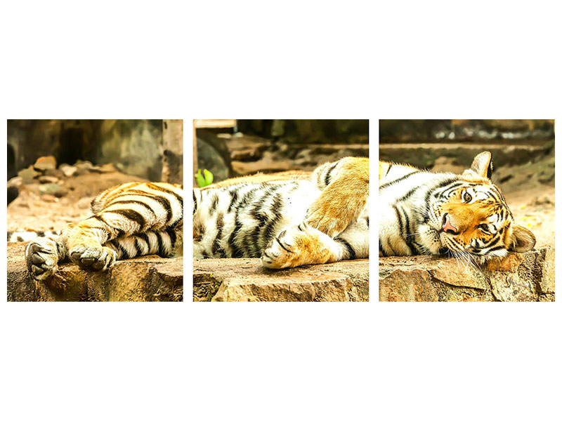 panoramic-3-piece-canvas-print-the-siberian-tiger