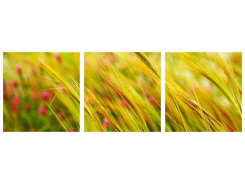 panoramic-3-piece-canvas-print-the-wheat-field