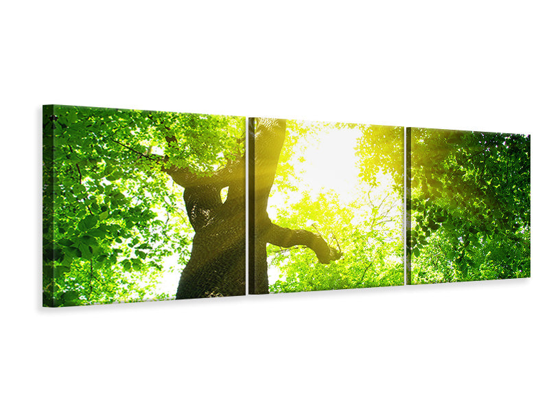 panoramic-3-piece-canvas-print-tree