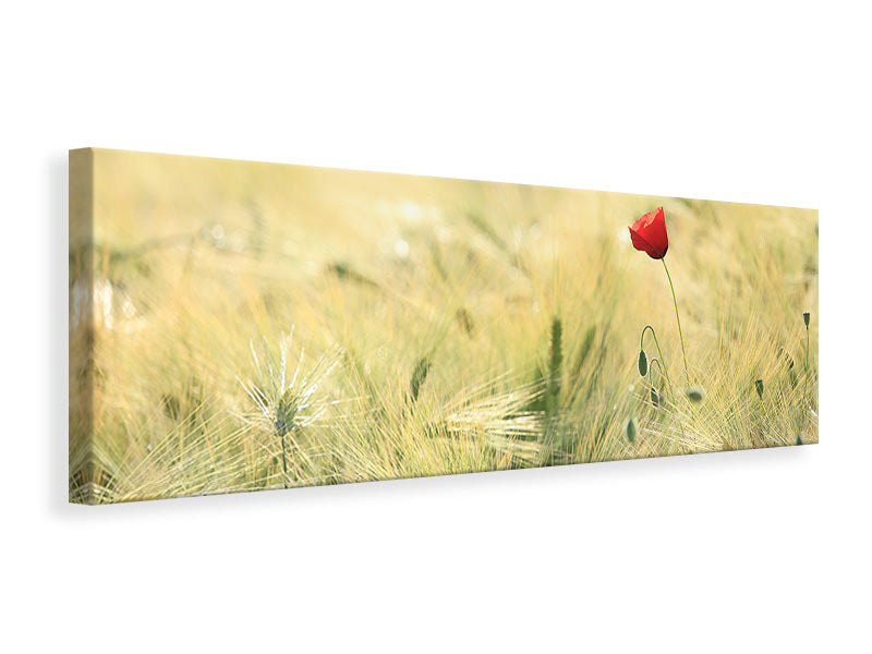 panoramic-canvas-print-a-poppy