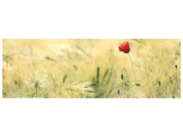 panoramic-canvas-print-a-poppy