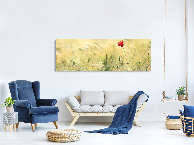 panoramic-canvas-print-a-poppy