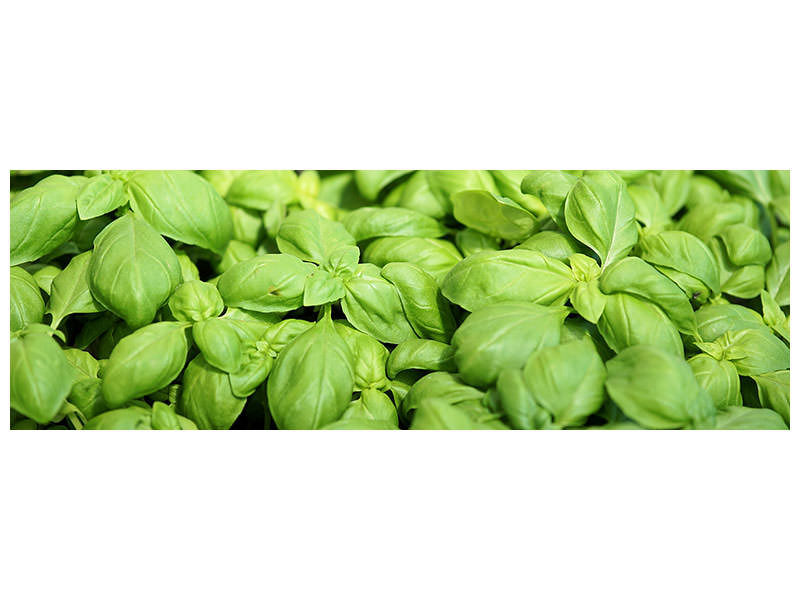 panoramic-canvas-print-all-basil