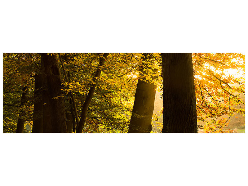 panoramic-canvas-print-autumn-leaves