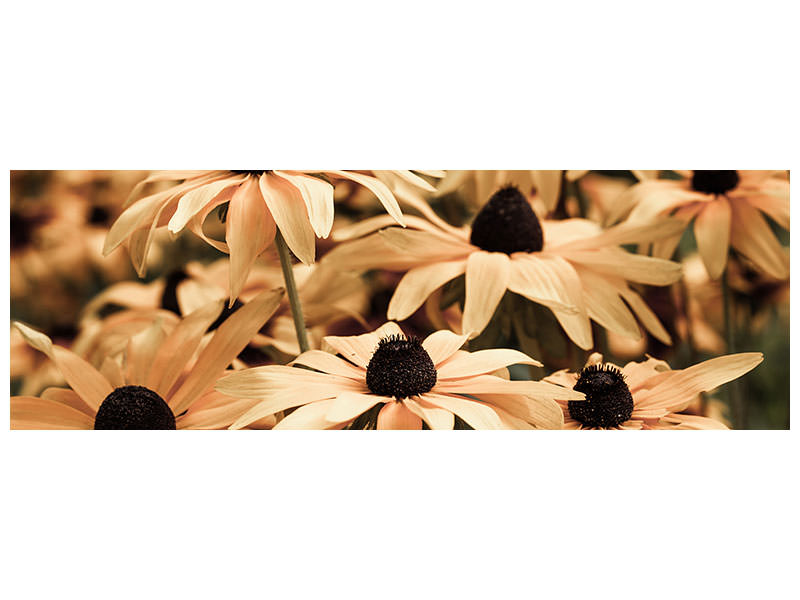 panoramic-canvas-print-daisies-in-sepia