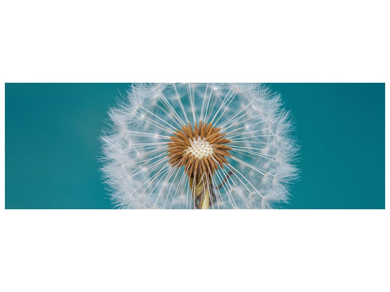 panoramic-canvas-print-dandelion-a