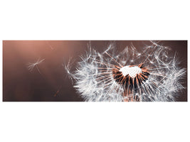 panoramic-canvas-print-dandelion-in-the-evening-light