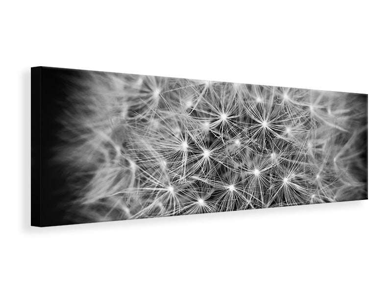 panoramic-canvas-print-dandelion-in-xxl