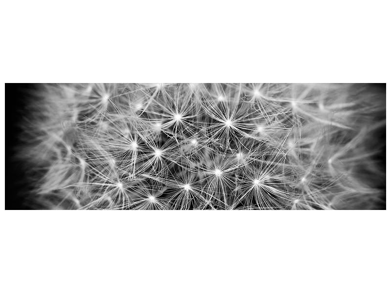 panoramic-canvas-print-dandelion-in-xxl