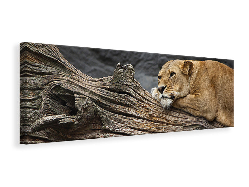 panoramic-canvas-print-dreaming-lioness