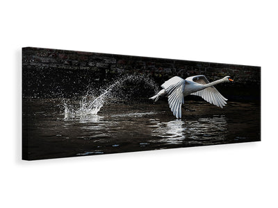 panoramic-canvas-print-flying-swan