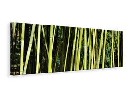 panoramic-canvas-print-fresh-bamboo