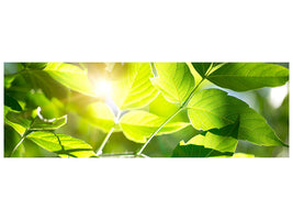 panoramic-canvas-print-go-green