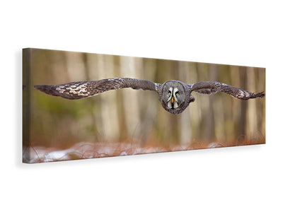 panoramic-canvas-print-great-grey-owl