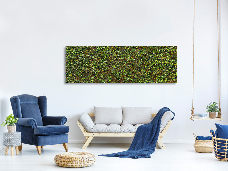 panoramic-canvas-print-green-ivy-leaves-wall