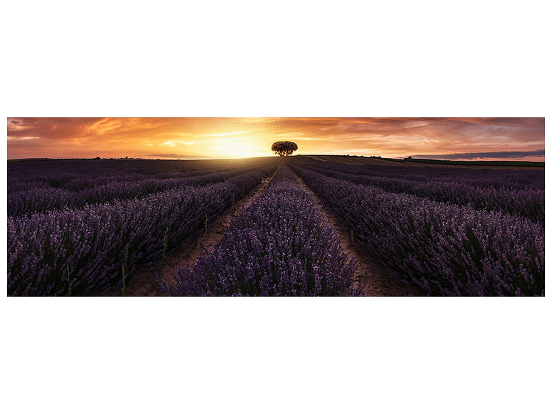 panoramic-canvas-print-lavender-sunset