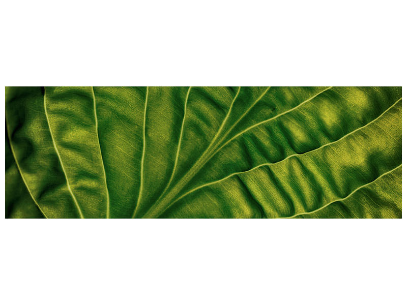 panoramic-canvas-print-leaf-of-a-hosta