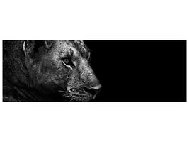 panoramic-canvas-print-lion