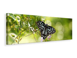 panoramic-canvas-print-papilio-butterfly-xxl