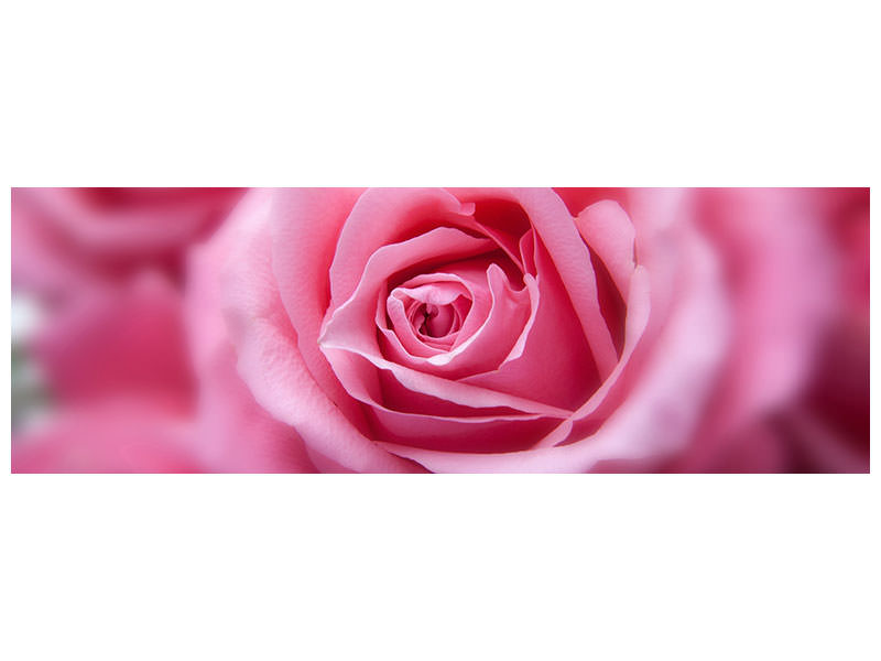 panoramic-canvas-print-roses-macro