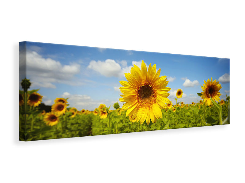 panoramic-canvas-print-summer-sunflowers