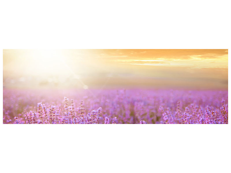 panoramic-canvas-print-sunset-in-lavender-field