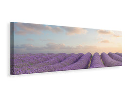 panoramic-canvas-print-the-blooming-lavender-field