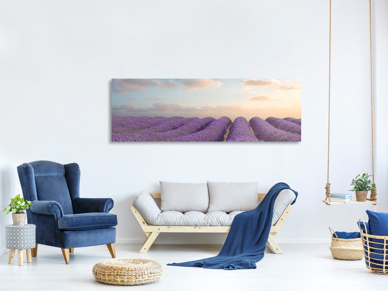 panoramic-canvas-print-the-blooming-lavender-field