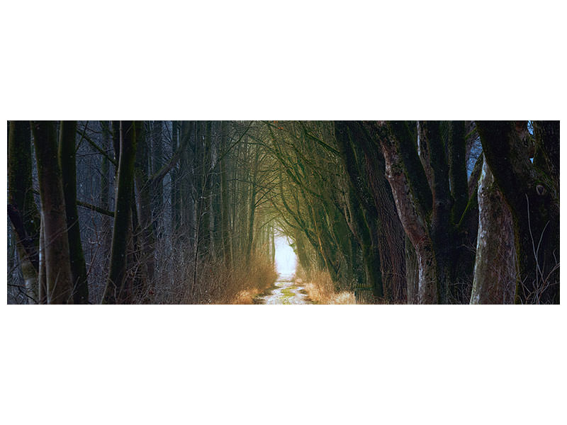 panoramic-canvas-print-the-tree-avenue