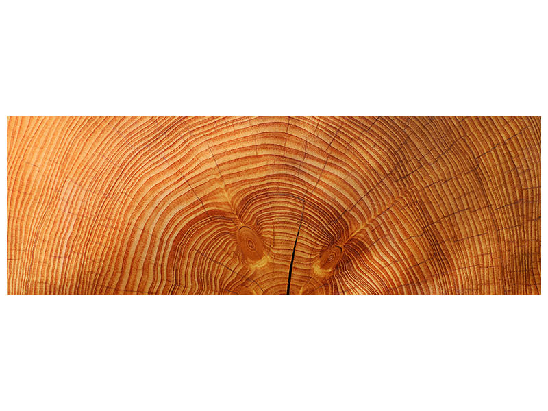 panoramic-canvas-print-tree-rings