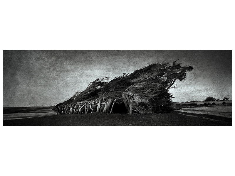 panoramic-canvas-print-wind-blown